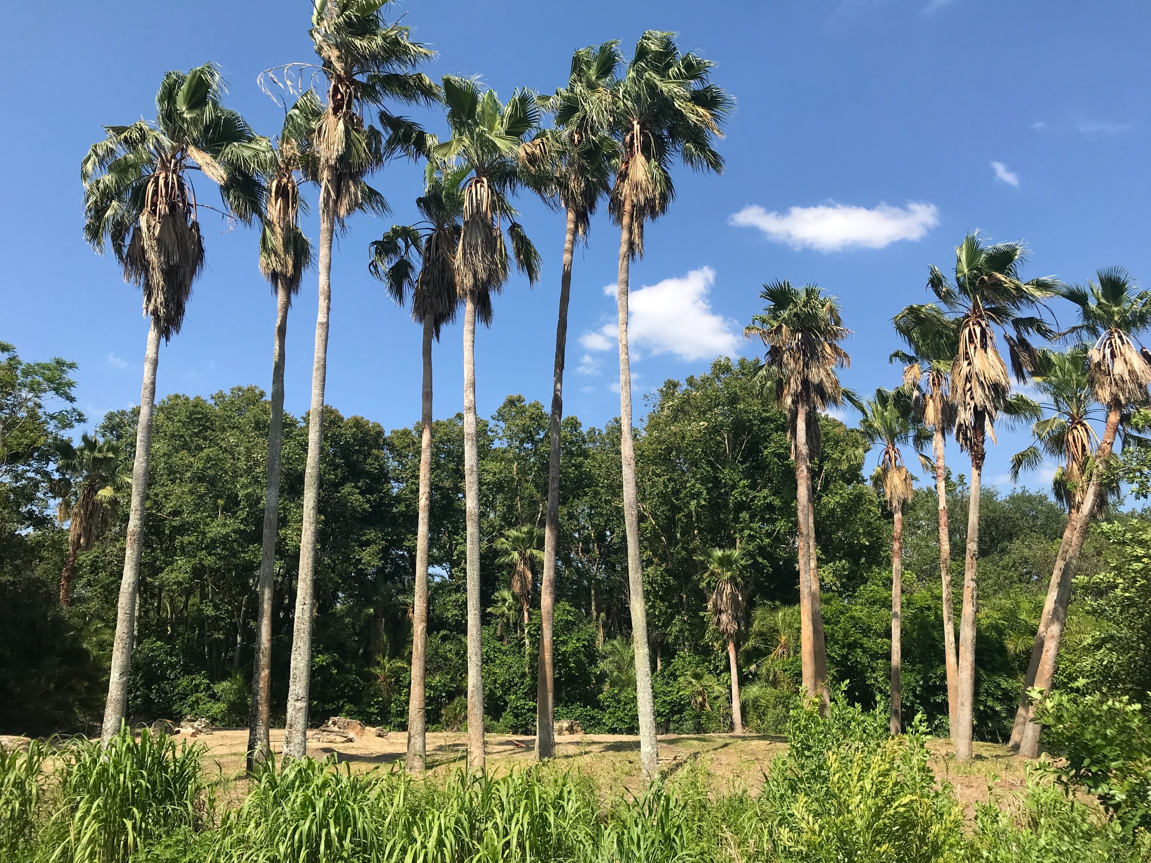 Picture from a ciy in Florida U.S.